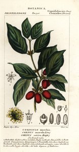 Korneolikirsikka, Cornus mas