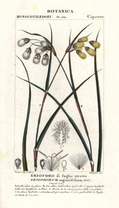 Puuvillaruoho tai puuvillasaha, Eriophorum angustifolium tekijältä Stanghi Stanghi