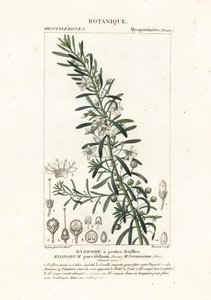 Hiipivä boobialla, Myoporum parvifolium tekijältä Stanghi Stanghi