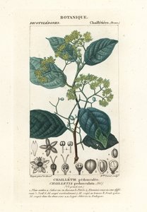 Dichapetalum kantainen tekijältä Stanghi Stanghi