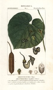 Hollantilaisen piippu tai piippu, Aristolochia macrophylla tekijältä Stanghi Stanghi