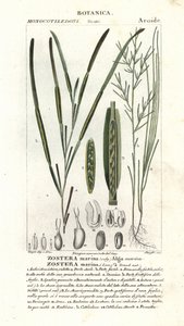 Ankeriasruoho tai merihaara, Zostera marina tekijältä Stanghi Stanghi