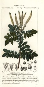 Encenillo, Weinmannia pubescens tekijältä Stanghi Stanghi
