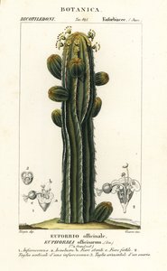 Euphorbia officinarum tekijältä Stanghi Stanghi