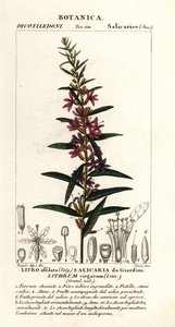 Eurooppalainen irtosauva, Lythrum virgatum tekijältä Stanghi Stanghi