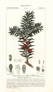 Euroopan marjakuusi, Taxus baccata