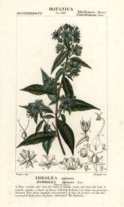 Valeviululehti, Hydrolea spinosa tekijältä Stanghi Stanghi