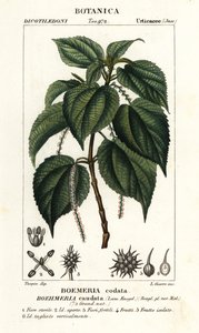 Väärä nokkonen, Boehmeria caudata