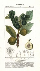 Viikunapuu ja hedelmät, Ficus carica tekijältä Stanghi Stanghi