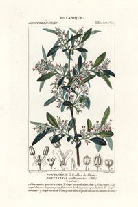 Fontanesia phillyreoides tekijältä Stanghi Stanghi