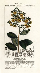 Gomphia nitida tekijältä Stanghi Stanghi