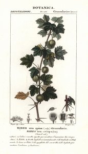 Karviainen, Ribes uva-crispa tekijältä Stanghi Stanghi