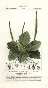 Suuri jauhobanaani, Plantago major tekijältä Stanghi Stanghi