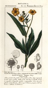 Keihäsjuuri, Ranunculus lingua tekijältä Stanghi Stanghi