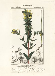 Suuri keltainen helistin, Rhinanthus alectorolophus tekijältä Stanghi Stanghi