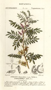 Guatemalan indigo, Indigofera suffruticosa tekijältä Stanghi Stanghi
