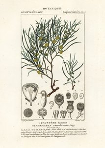 Gyrostemon ramulosus puu tekijältä Stanghi Stanghi
