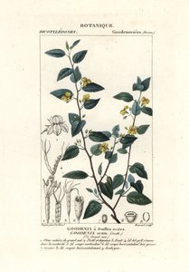 Goodenia hop, Goodenia ovata tekijältä Stanghi Stanghi