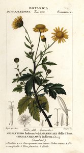 Intialainen krysanteemi, Chrysanthemum indicum tekijältä Stanghi Stanghi
