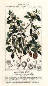 Intialainen luumu, Flacourtia indica