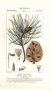 Italialainen kivimänty, Pinus pinea tekijältä Stanghi Stanghi