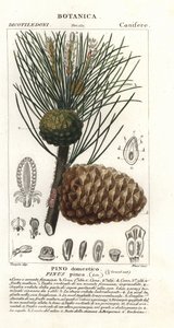 Italialainen kivimänty, Pinus pinea, kivimänty