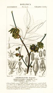 Japanilainen maustepippuri, Chimonanthus praecox tekijältä Stanghi Stanghi