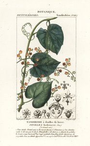 Javillo eli vastalääke käkki, Fevillea cordifolia tekijältä Stanghi Stanghi