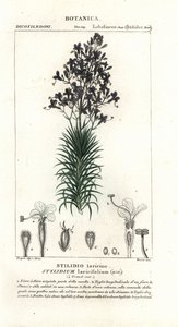 Lehtikuusi tai puun liipaisikasvi, Stylidium laricifolium tekijältä Stanghi Stanghi