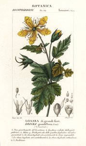 Loasea grandiflora tekijältä Stanghi Stanghi