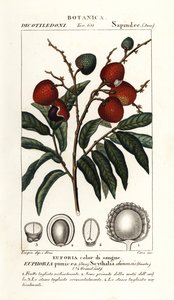 Litsi hedelmä, Litchi chinensis tekijältä Stanghi Stanghi