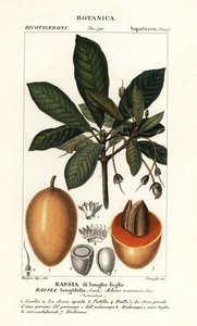 Mahuwa puu, Madhuca longifolia tekijältä Stanghi Stanghi