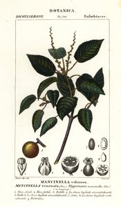 Manchineel o pomer de platja, finlandès Hippomane mancinella
