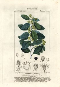 Välimeren tyrni, Rhamnus alaternus tekijältä Stanghi Stanghi