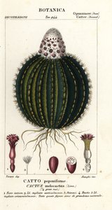 Melonikaktus, Melocactus caroli-linnaei tekijältä Stanghi Stanghi