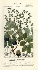 Muttonwood, Turpinia occidentalis tekijältä Stanghi Stanghi
