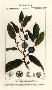 Napoleonaea imperialis tekijältä Stanghi Stanghi