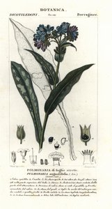 Pulmonaria de fulla estreta, Pulmonaria angustifolia finlandesa tekijältä Stanghi Stanghi