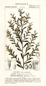 Olax stricta tekijältä Stanghi Stanghi