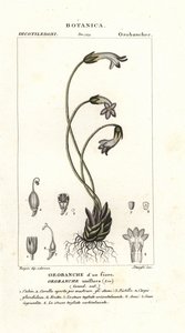 Yksikukkainen luutarra, Orobanche uniflora tekijältä Stanghi Stanghi