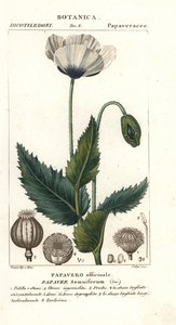 Oopiumunikko, Popaver uninen, Popaver officinale tekijältä Stanghi Stanghi