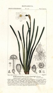 Runoilijan narsissi, Narcissus poeticus tekijältä Stanghi Stanghi