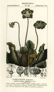 Purppurakasvi, Sarracenia purpurea tekijältä Stanghi Stanghi