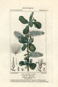 Pillupaju, Salix caprea tekijältä Stanghi Stanghi