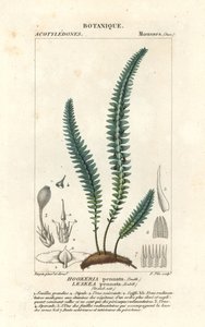 Kynsisammal tai väärä saniainen, Cyathophorum bulbosum tekijältä Stanghi Stanghi