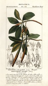 Punainen mangrove, Rhizophora mangle tekijältä Stanghi Stanghi