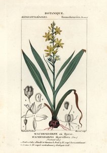 Punajuuri, Wachendorfia thyrsiflora tekijältä Stanghi Stanghi
