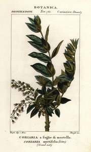 Redoul-puu, Coriaria myrtifolia tekijältä Stanghi Stanghi