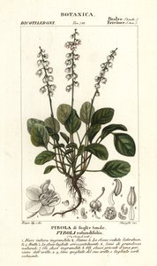 Pyöreälehtinen talvivihreä, Pyrola rotundifolia tekijältä Stanghi Stanghi