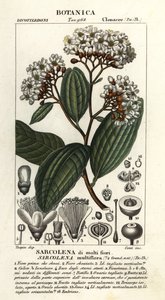Sarcolaena multiflora tekijältä Stanghi Stanghi